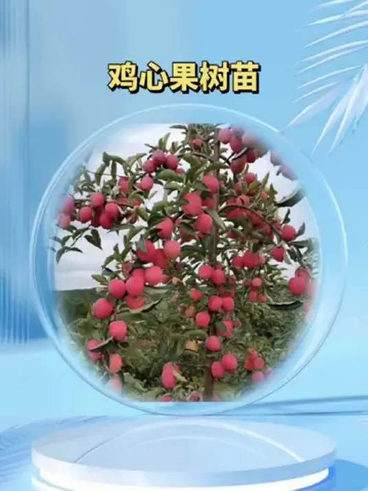 南方北方都能种!鸡心果苗,四季可栽,矮化嫁接