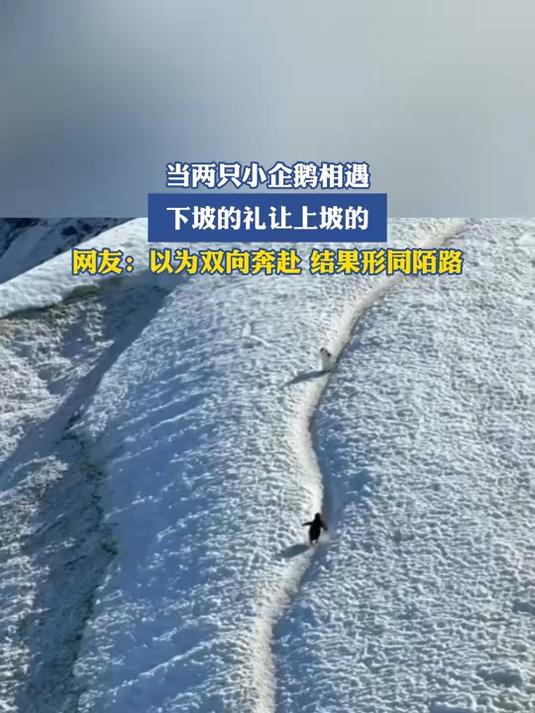 当两只小企鹅相遇,下坡的礼让上坡的