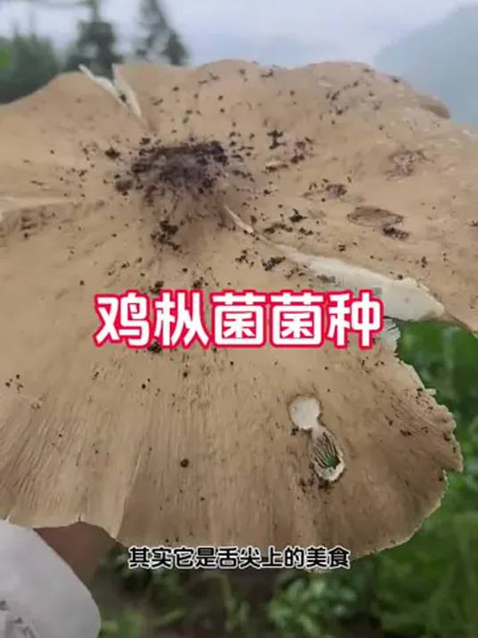 阳台种鸡枞菌,煲汤鲜美又省钱!人工种植教程,小院也能收获美味