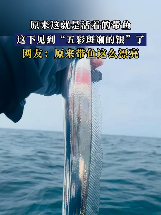 原来这就是活着的带鱼，这下见到“五彩斑斓的银”了
