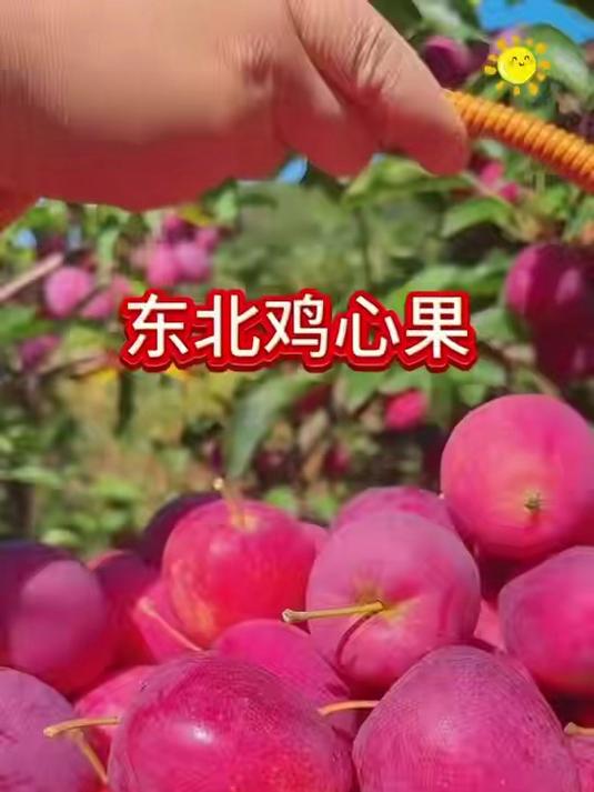东北鸡心果,天气冷了果子开始上糖心喽 新鲜采摘