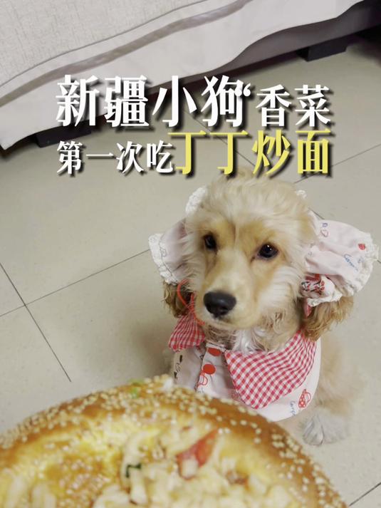 新疆小狗香菜吃丁丁炒面这就是吃了想要跳舞的“丁丁炒面”吗?