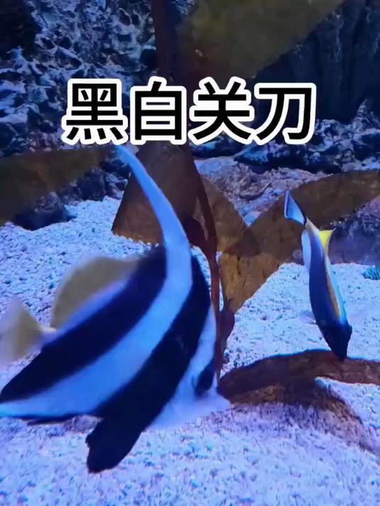 黑白关刀能和珊瑚混养吗？黑白关刀，马夫鱼，黑白关刀好开口吗？