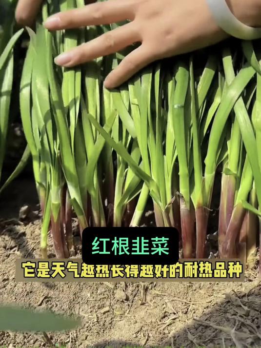 红根韭菜苗,自带营养土栽培包,种下当天就冒新芽