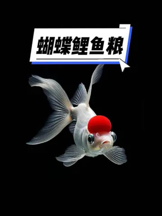 养好蝴蝶鲤咋选粮?贝森这款高蛋白超靠谱!