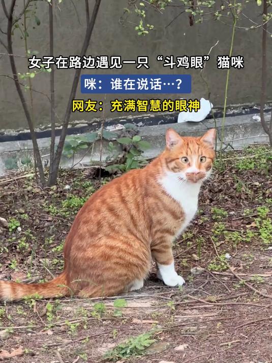 女子在路边遇见一只“斗鸡眼”猫咪，网友：充满智慧的眼神
