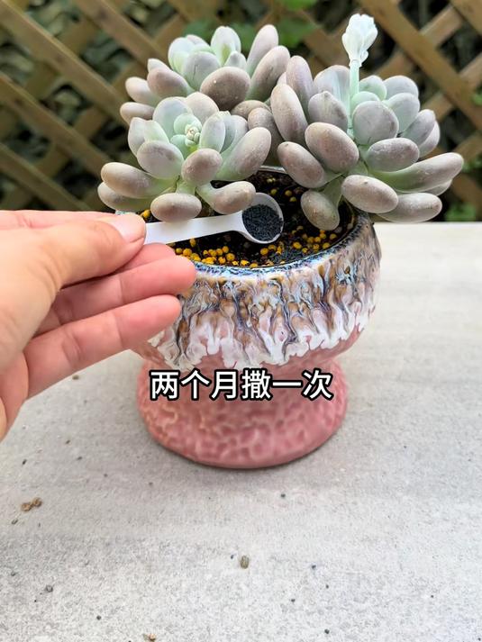 每年夏季多肉,就会出现掉叶,怎么办?