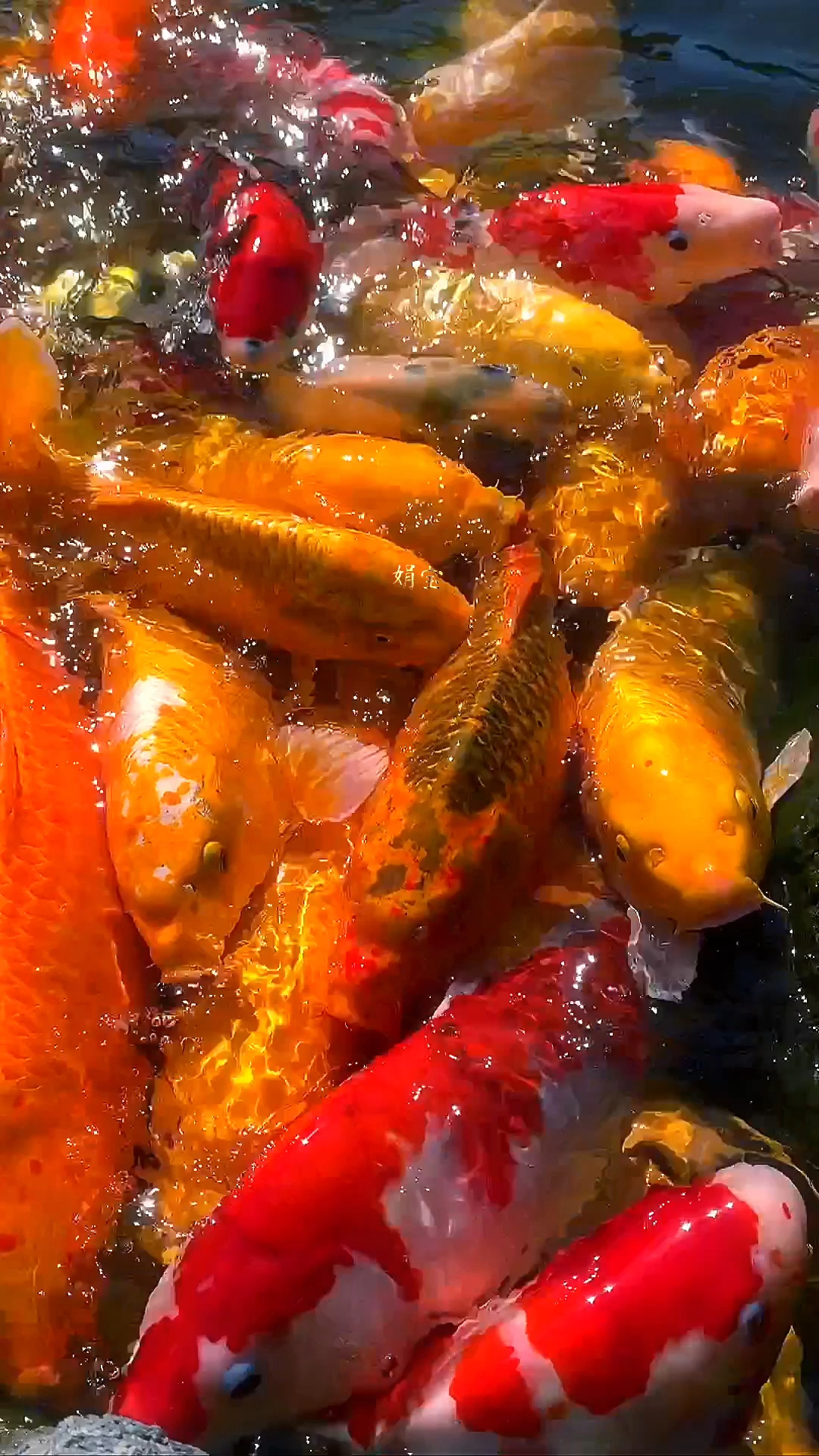 黄金招财鱼,祝你好运,带来喜和爱