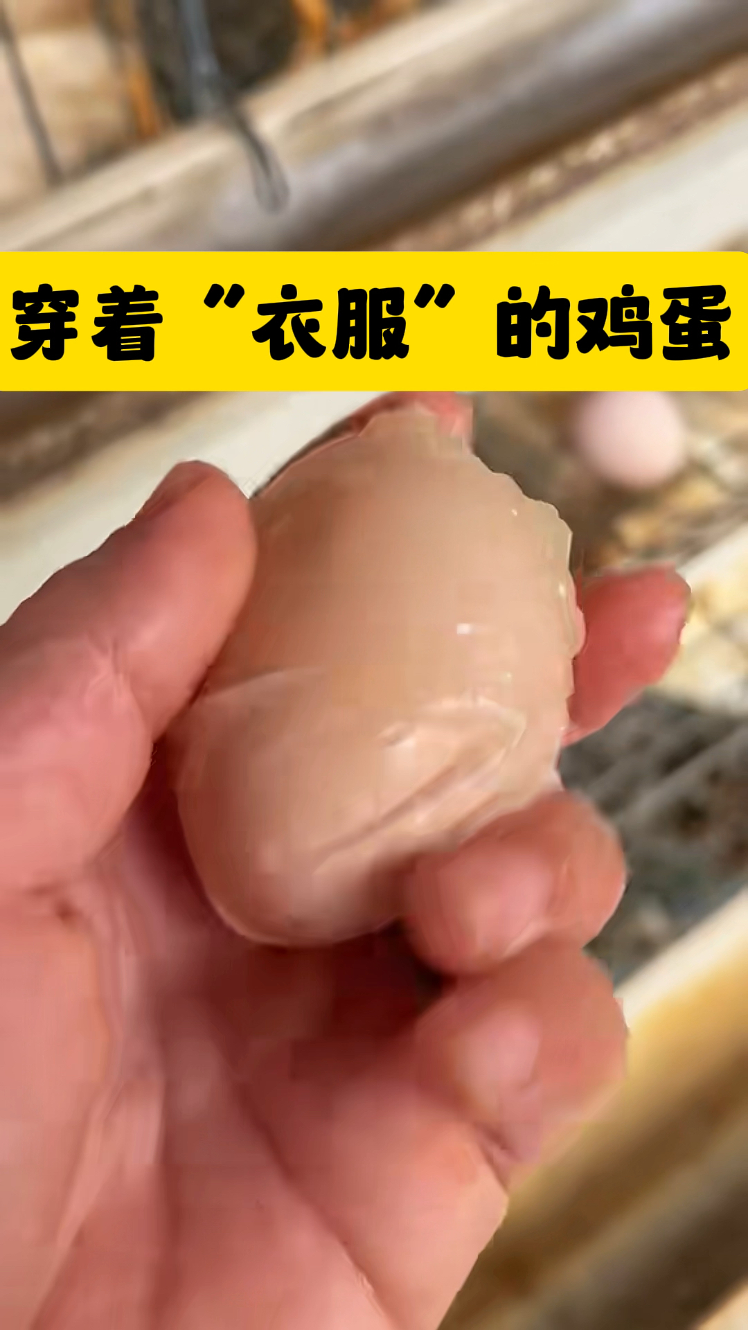 穿着“衣服”的鸡蛋,你见过吗?