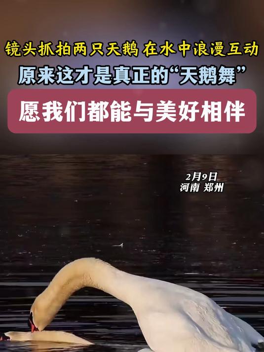 镜头抓拍两只天鹅 在水中浪漫互动，原来这才是真正的“天鹅舞” 愿我们都能与美好相伴