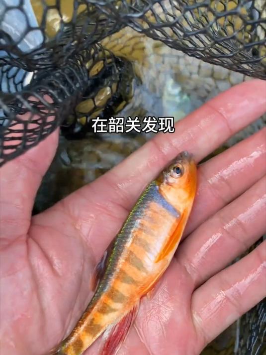 去年发现的7大热门怪鱼 你解锁了吗