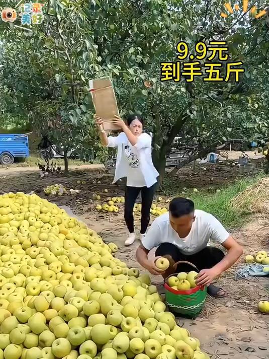 又脆又甜皮薄汁多!这个皇冠梨真的好吃!_ 河北皇冠梨_