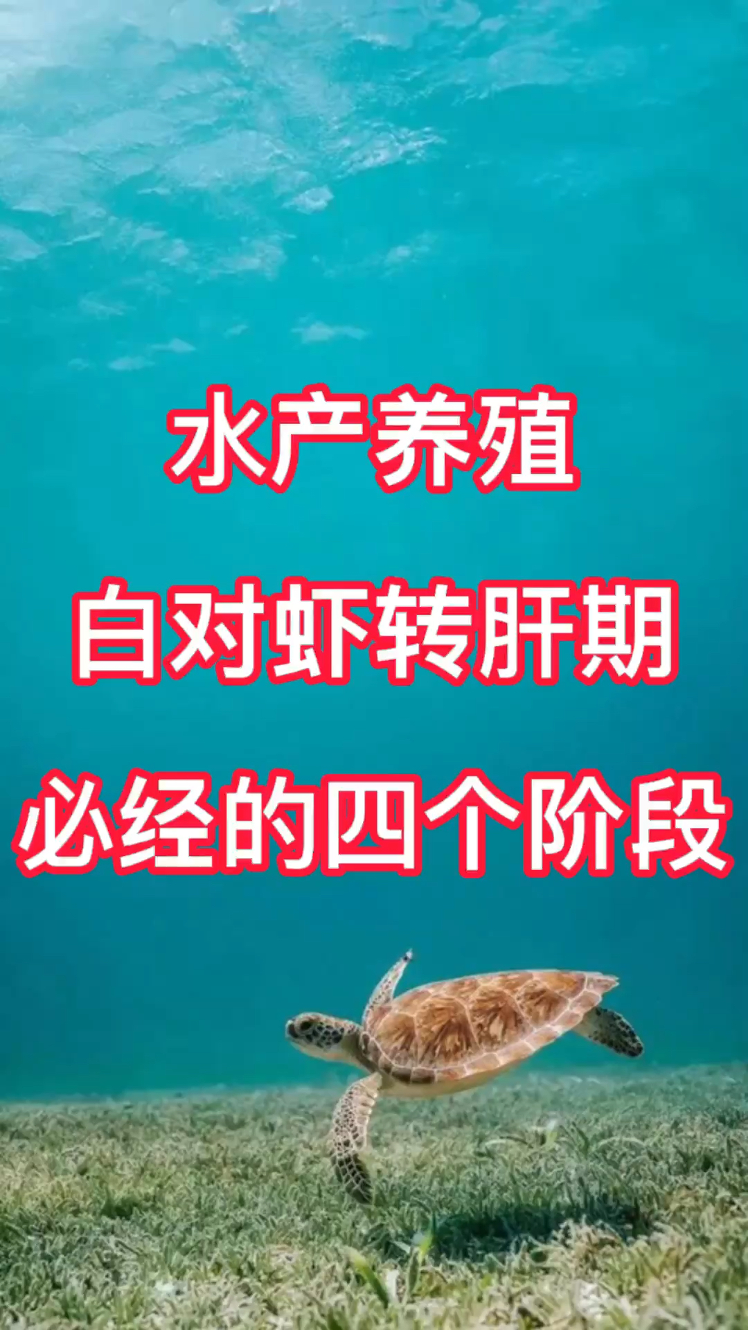 水产养殖中白对虾转肝期必经的四个阶段