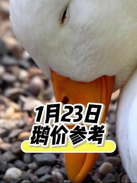 今日鹅价