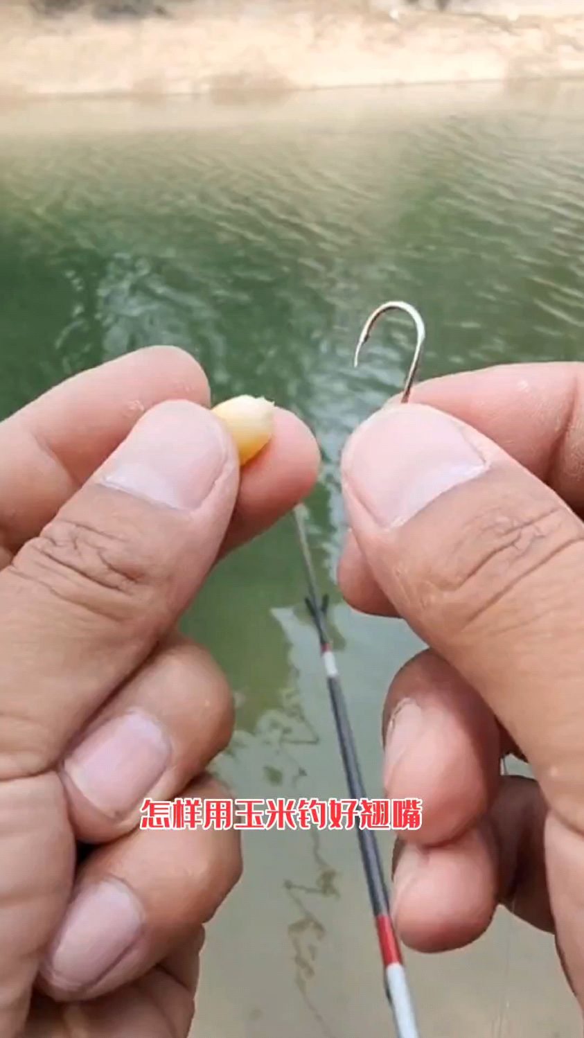 怎样用玉米钓好翘嘴鱼,你知道吗