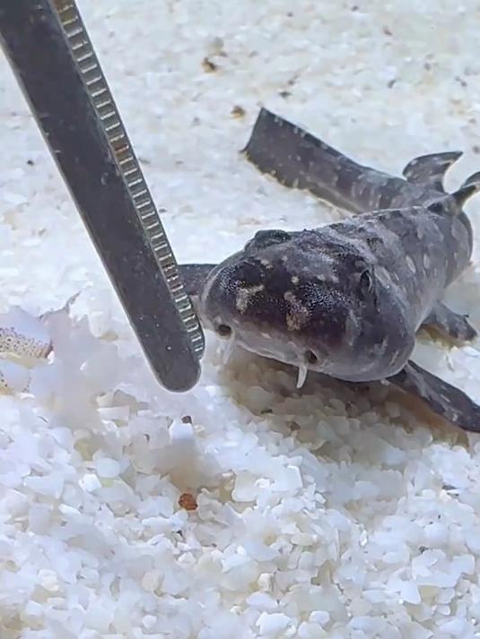 螳螂虾的死因应该找到了