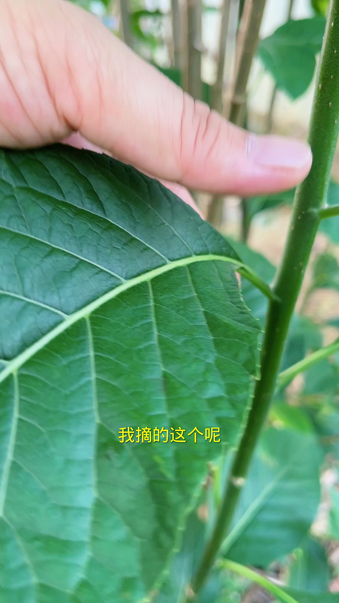 有将军叶之称的南非叶