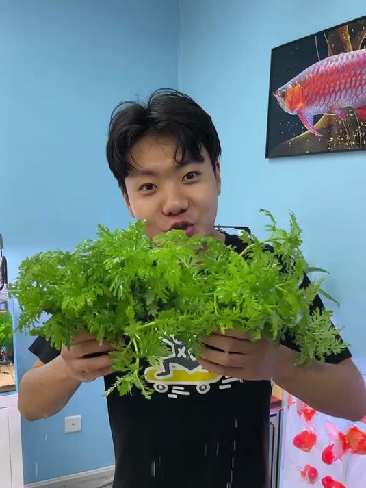 懒人养鱼必备，坨草水草超耐活！#养鱼日记##新手养鱼##鱼缸造景#