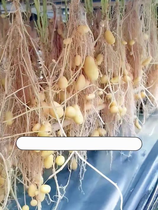 土豆不用埋土里？无土栽培产量翻几倍，还能露天生长！