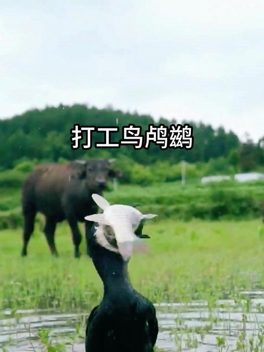 打工鸟鸬鹚捕鱼为什么这么强