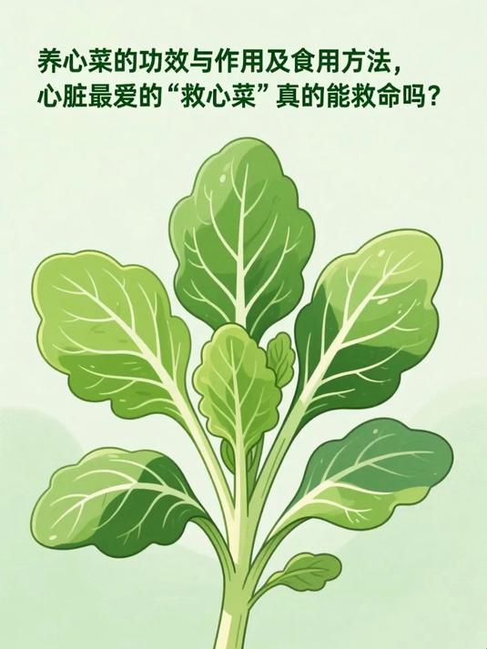 养心菜的功效与作用及食用方法，心脏最爱的“救心菜”真的能救命吗？#春分养生攻略#