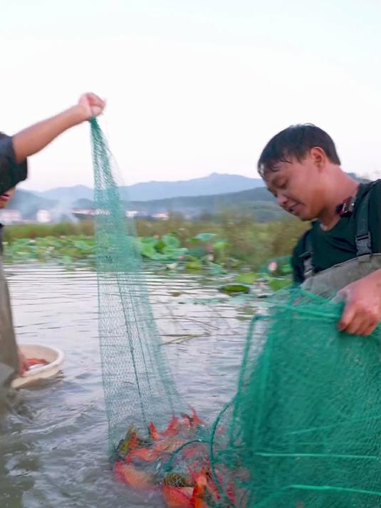 花2000块在锦鲤塘里面下地笼，没想到里面这么多？抓鱼