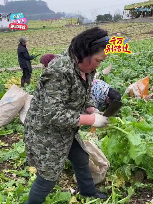 清脆爽口的下饭榨菜片传统的做法小时候的味道!