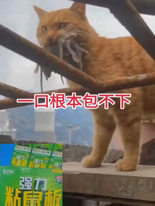 强力粘鼠板神器，家用扑捉老鼠强，室内灭鼠超安心