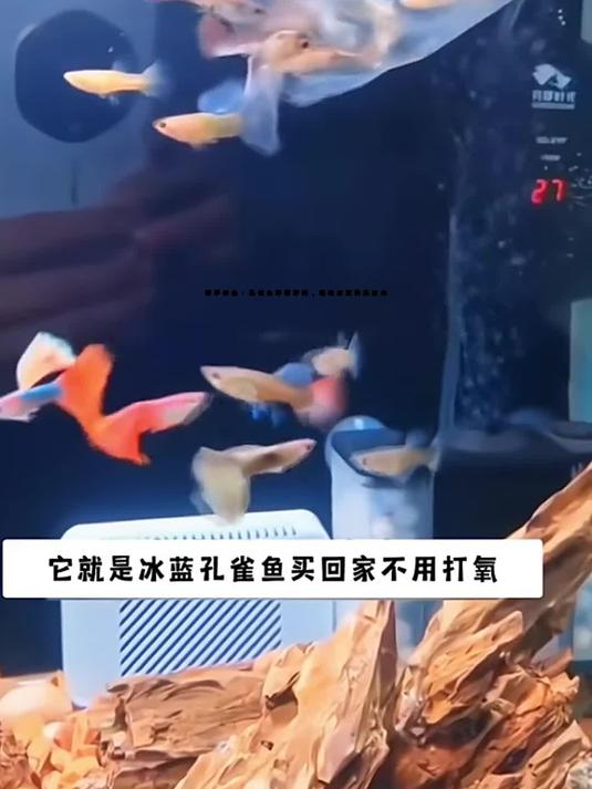 新手养鱼:孔雀鱼好看好养,轻松享受快乐时光