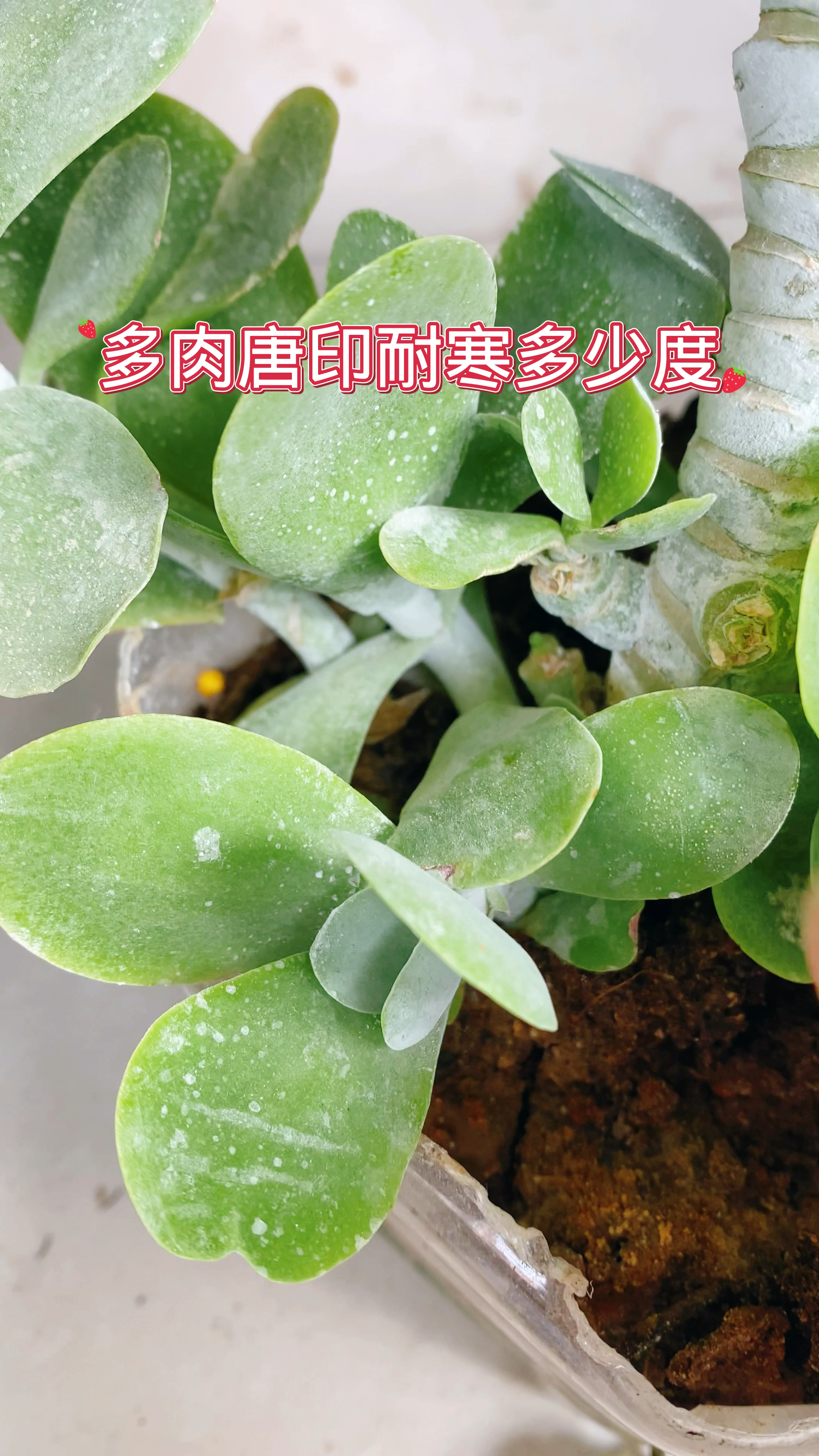 多肉唐印耐寒多少度