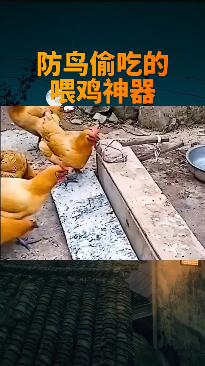 防鸟偷吃的喂鸡神器