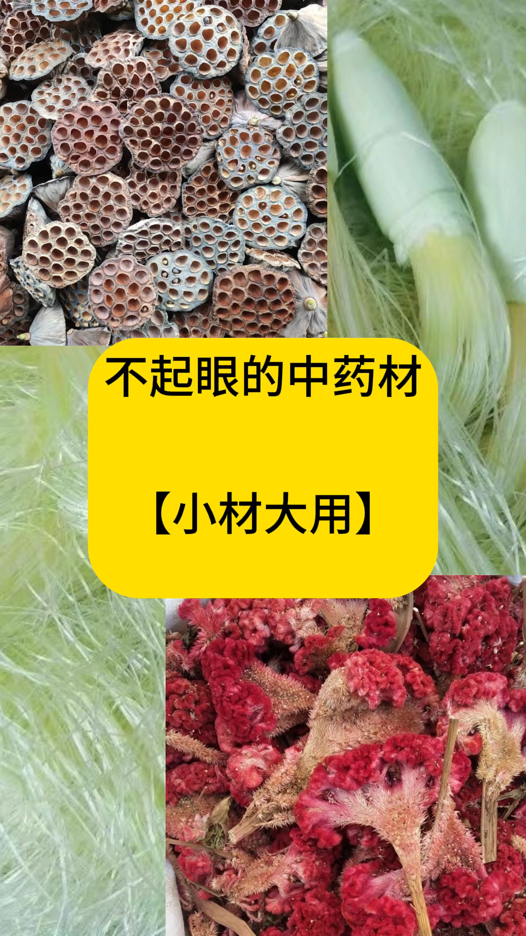 不起眼的中药材,你知道多少?#中药带药名图片大全
