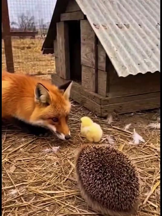 狐狸偷鸡被狸花猫发现及时制止