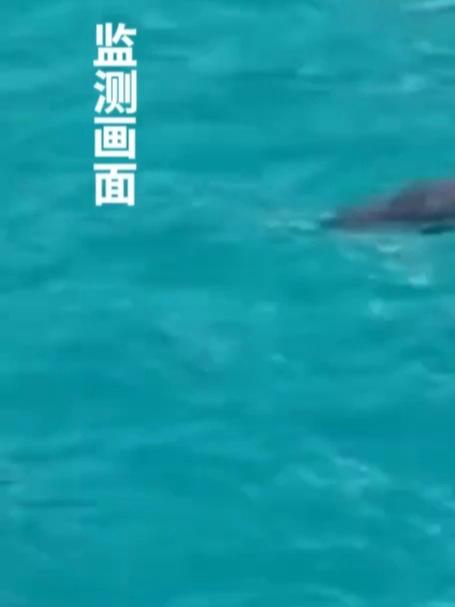 被认为是美人鱼原型的儒艮现身南沙群岛