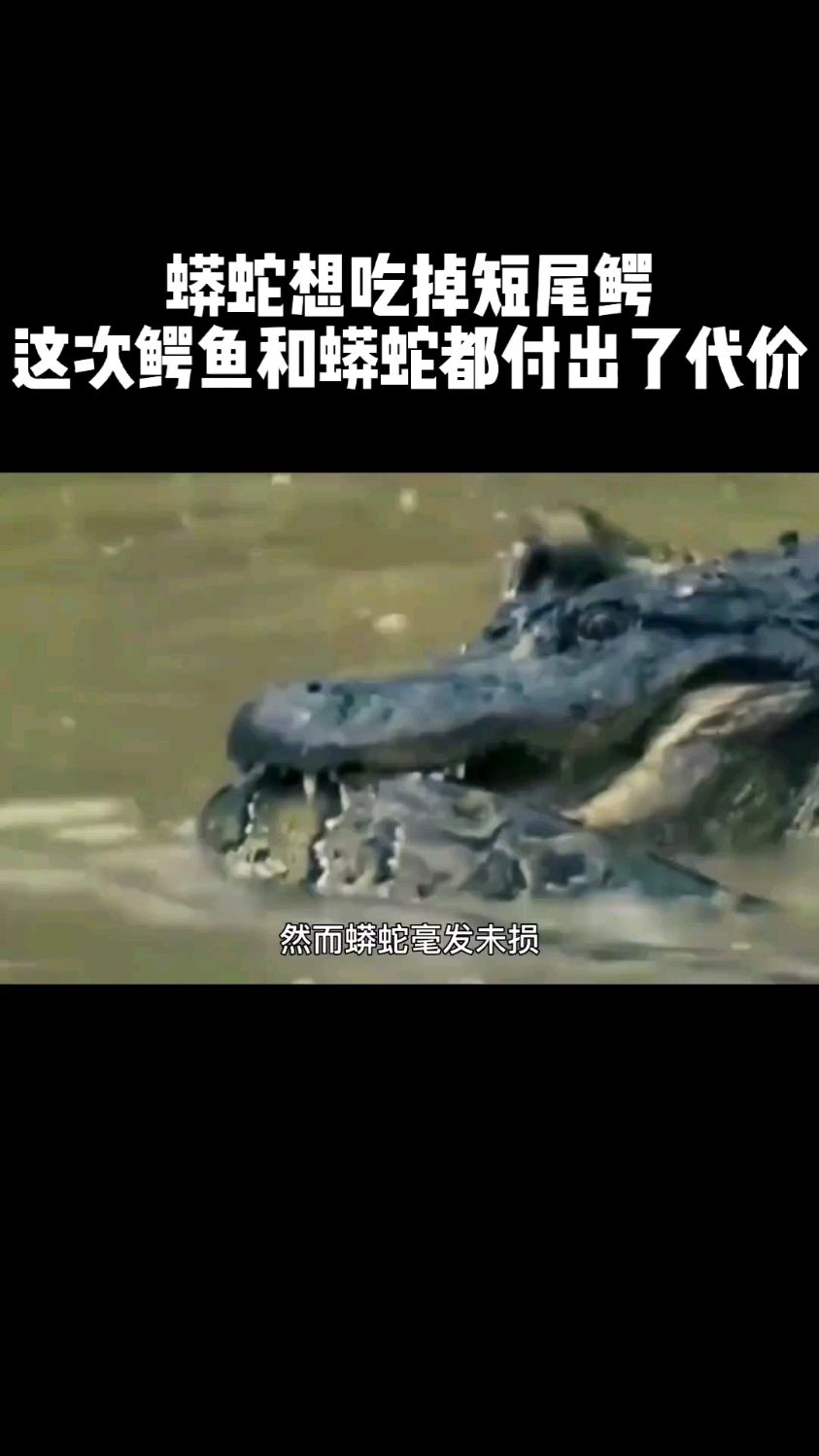 蟒蛇想吃短尾鳄,结果这次鳄鱼和蟒蛇都付出了惨重的代价。
