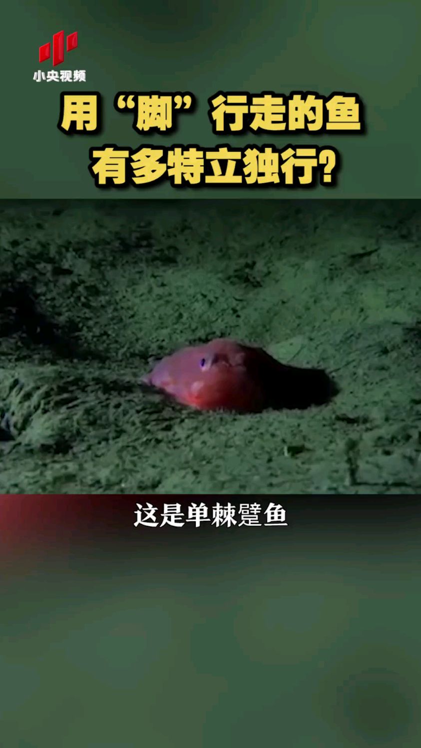 用“脚”行走的鱼有多特立独行?单棘躄鱼,长久生活在海床区域