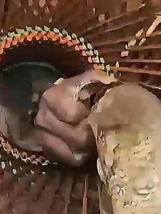 神奇捕鱼术!印度渔民仅凭竹制鱼笼罩,轻松捕获水中大黑鱼!