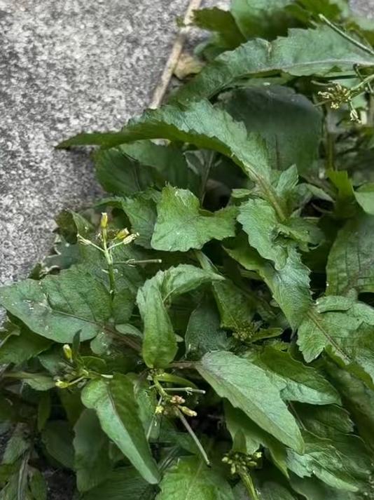 蔊菜 比荠菜的适应性更强，所以叫蔊菜吧