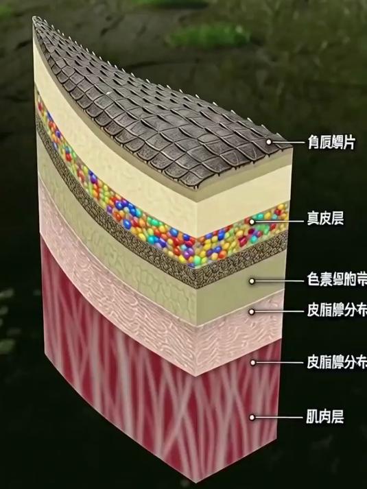 鳄鱼的皮肤结构