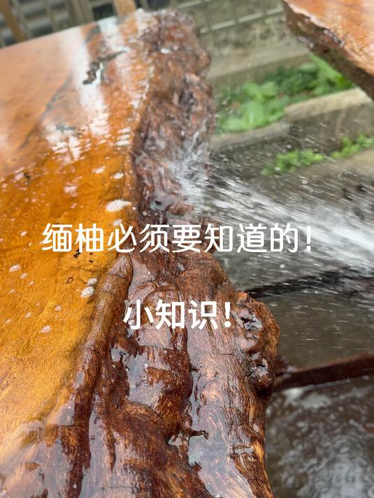缅甸柚木,必须知道的小知识!