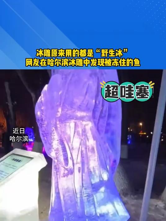 网友在哈尔滨冰雕发现被冻住的鱼