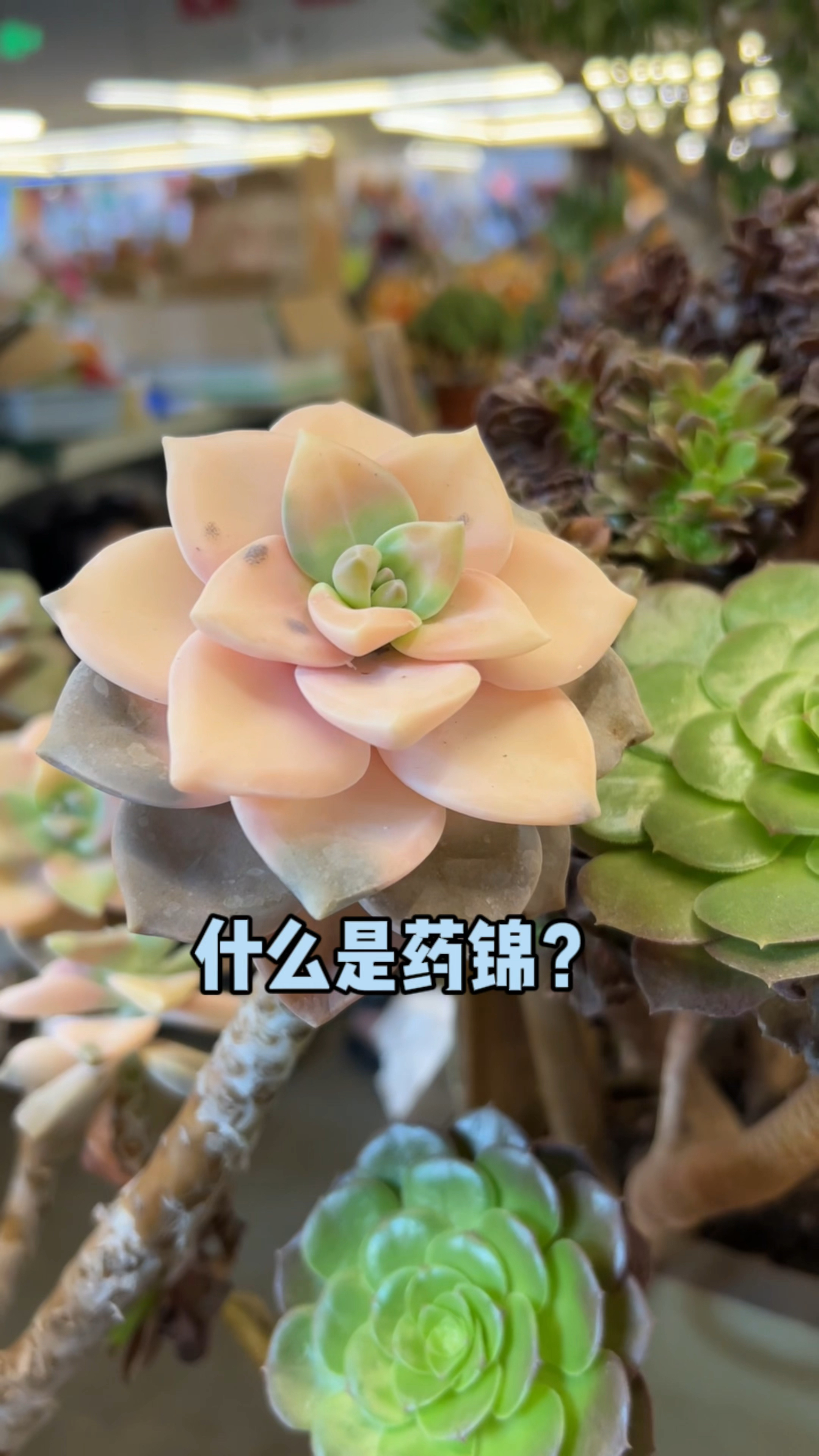 药锦多肉和自然锦化的多肉有什么区别