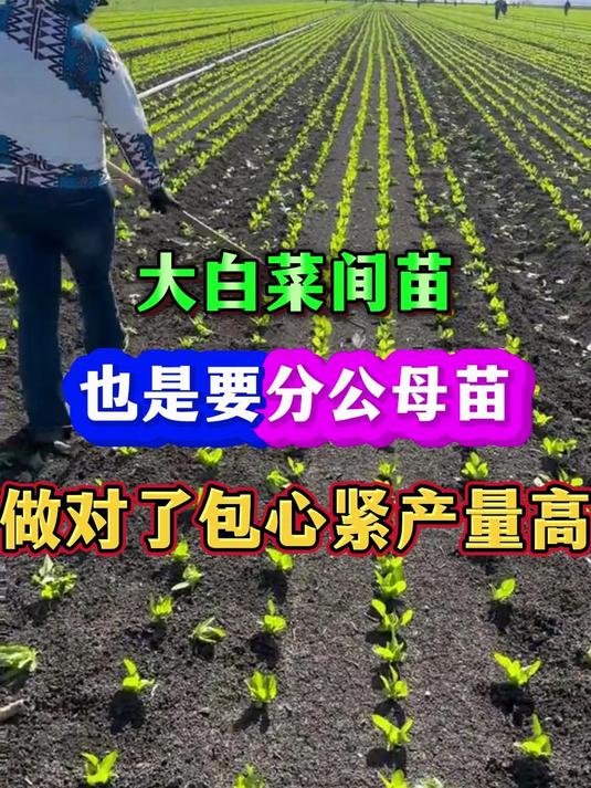 大白菜间苗怎么分公母苗留对了包心紧品质高