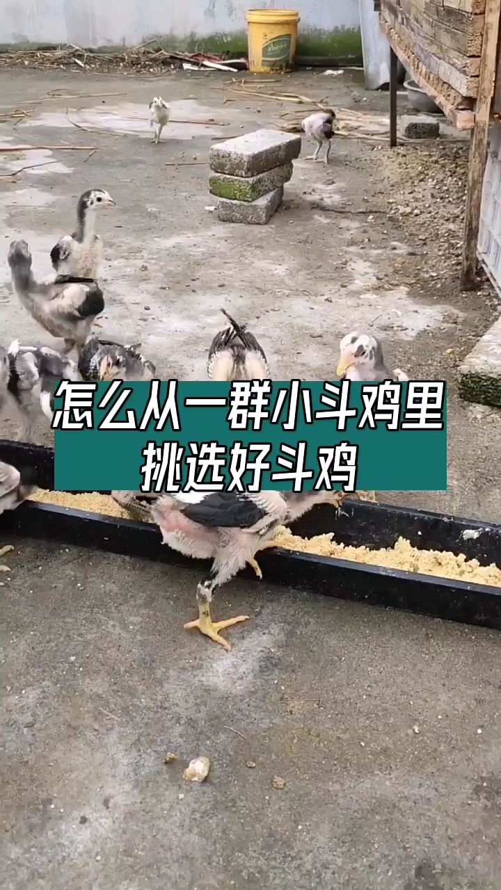 怎么从一群小斗鸡里挑选好斗鸡