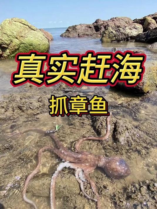 真实赶海抓八爪鱼