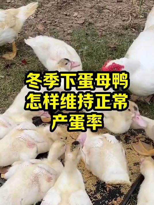 冬季下蛋母鸭 怎样维持正常产蛋率
