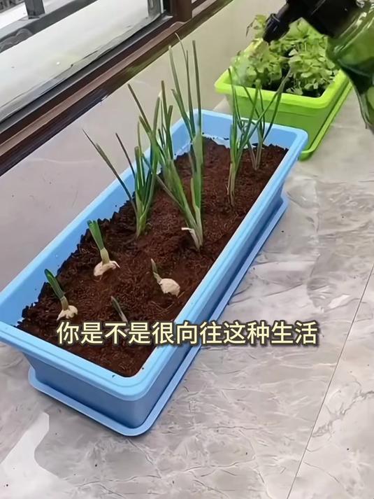 长条型种菜种花塑料盆,结实耐用,想要在家种菜种花的就选它
