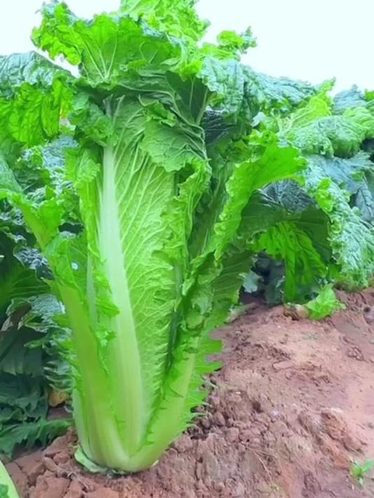 天津大青麻叶白菜种子 四季可播 农业种植必备