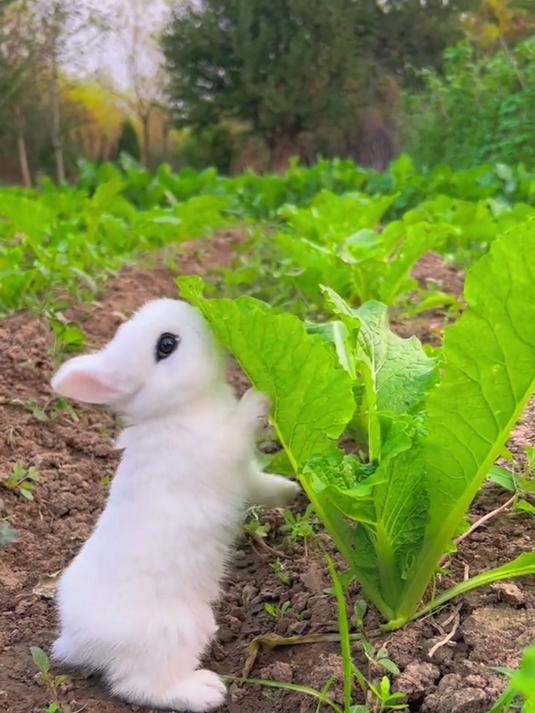 小猪背着兔子啃白菜 萌宠出道计划 兔子 田园小萌宠