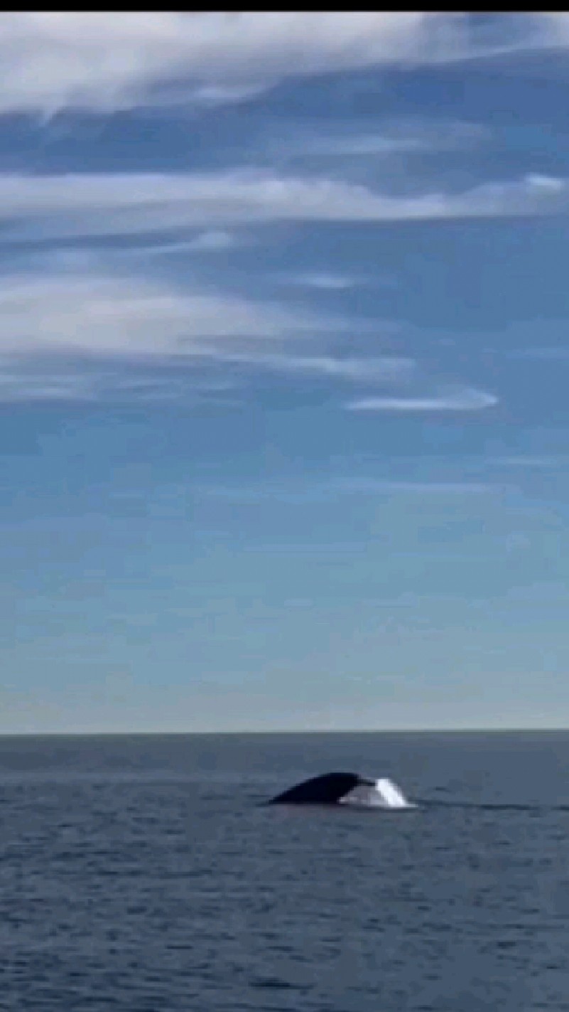 像小船一样大的鱼,在大海里游泳